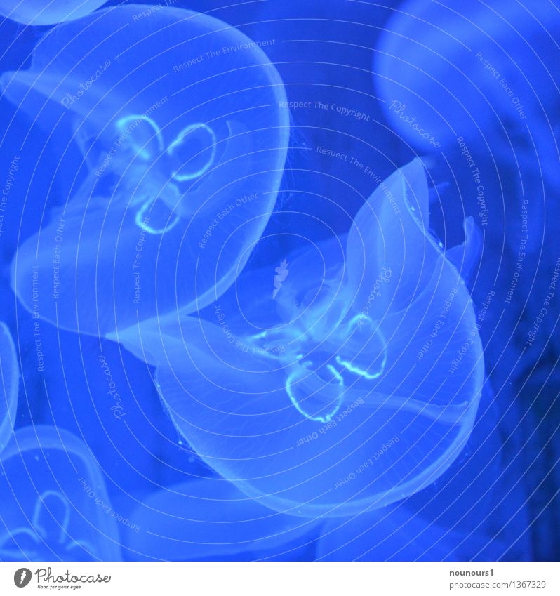 Quallen in Blau Tier Wildtier Ohrenqualle Tiergruppe Schwimmen & Baden authentisch aurelia aurelia aurita cnidaria fahnenquallen Meerwasser Nesseltiere
