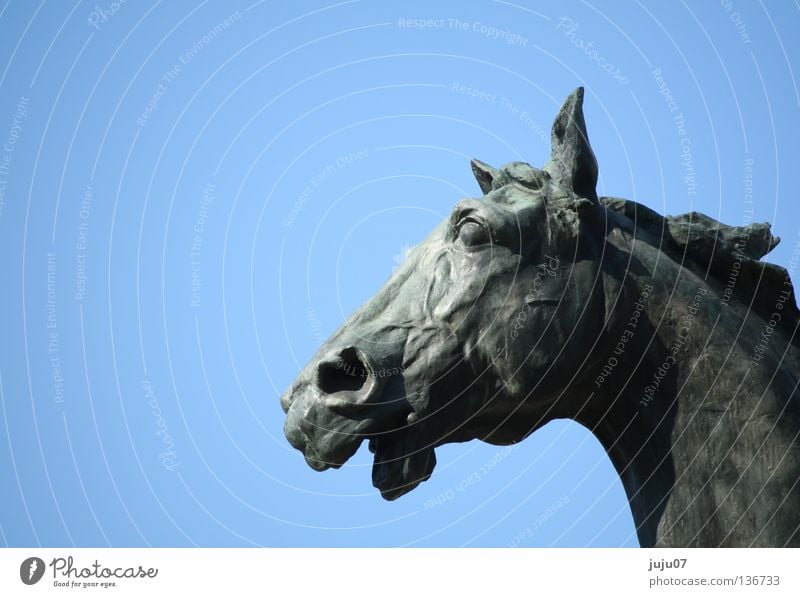 tierisch Pferd Statue Skulptur wiehern Rom Tier blau kupfer