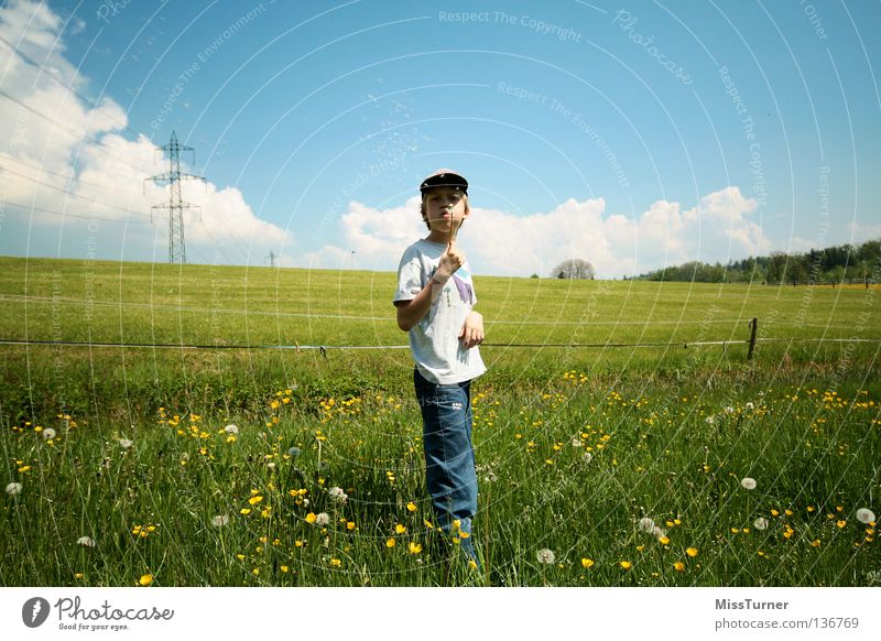 Pusten Spielen Kind maskulin Junge Kindheit 1 Mensch Natur Landschaft Himmel Wolken Frühling Blume Gras Wiese Feld T-Shirt Jeanshose Mütze Blühend Fröhlichkeit