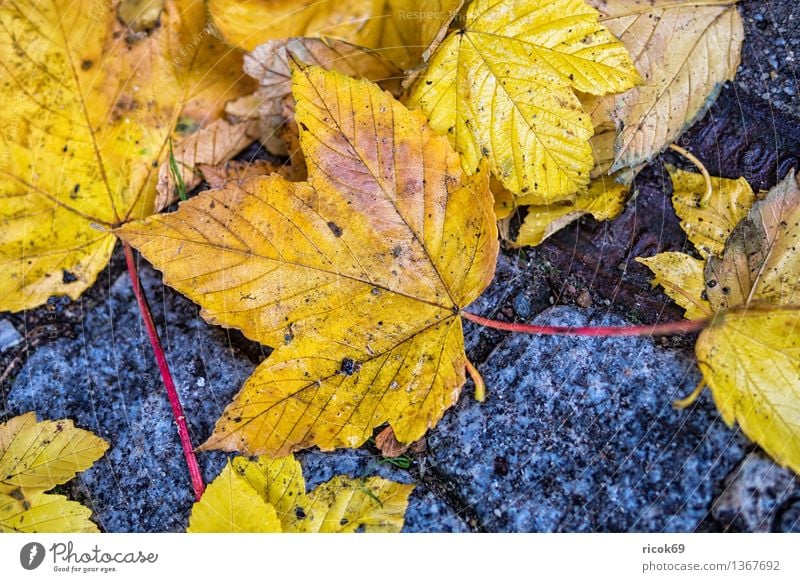 Herbstblätter Natur Pflanze Klima Blatt Straße Wege & Pfade blau gelb rot Stimmung Pflaster Farbe orange Straßenbelag Jahreszeiten Herbstlaub Farbfoto