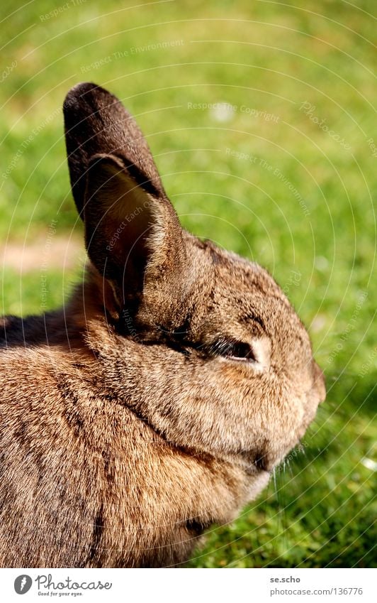 Mümmeltier Hase & Kaninchen Zwergkaninchen Haustier Wiese Futter Sommertag Säugetier Häsin Langohr Mümmeln Osterhase