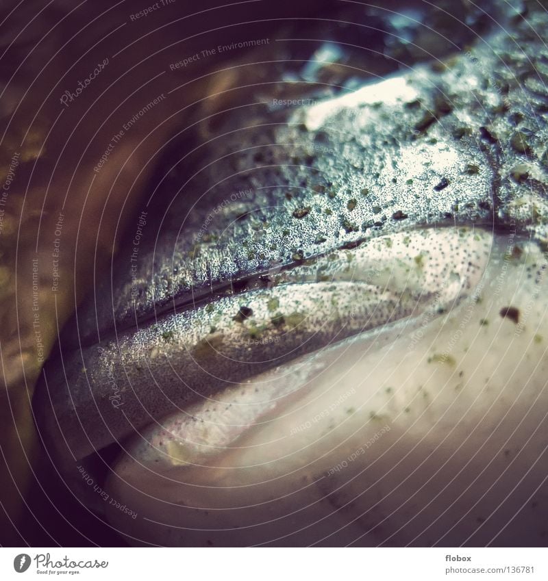Großmaul.. Kieme Ernährung Lebensmittel Fischereiwirtschaft Angeln Tod kalt grün bewegungslos Meerwasser Lebewesen tiefgekühlt frisch Fischkopf Meeresfrüchte