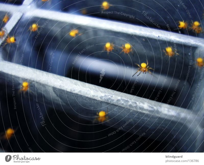 Spidermans Children Spinne klein Nachkommen Insekt 8 gelb Tier Gitter Panik schreien Unschärfe tief dunkel Gliederfüßer ausrutschen Wachstum Makroaufnahme