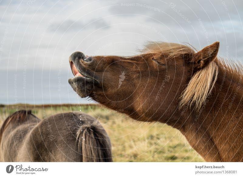 guter Witz. Tier Island Ponys 1 Erholung Küssen sauer Freude Glück Zufriedenheit Verliebtheit Durst Kommunizieren Lebensfreude Pause Perspektive Geruch Nase