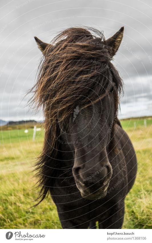 Wind Island Tier Pferd Islandpferd Pony Isländer 1 Blick stehen Coolness frech wild Kraft Gelassenheit Mähne schwarz standhaft Farbfoto Außenaufnahme