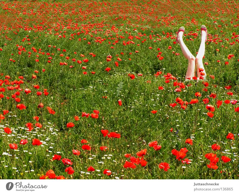 Yoga Mohn Klatschmohn Feld rot Blume Sommer zuletzt Frau träumen Mitte Romantik Kopfstand Gesundheit Freude inmitten Natur Turnen Beine x in die Höhe