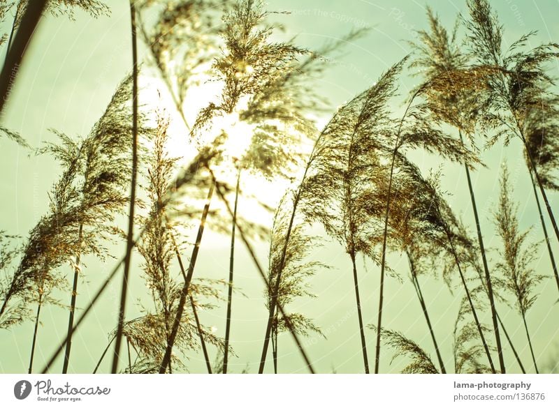 Die Wogen des Windes Schilfrohr Gras zart klein leicht See Biotop Frühling Binsen Halm Grasland Pflanze Wiese Gegenlicht Sonne blenden Strahlung Beleuchtung