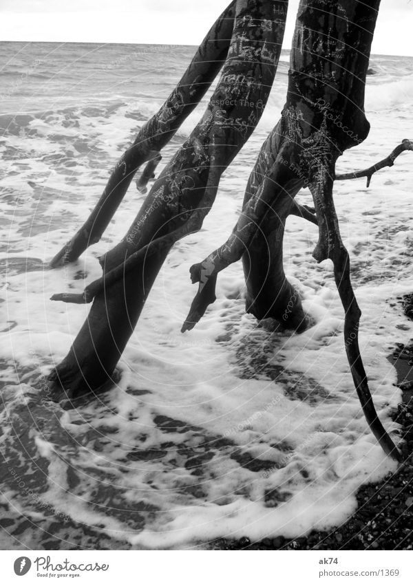 Lauf der Dinge Meer schwarz weiß Baum Wellen Ostsee