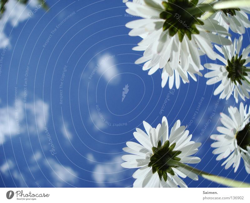 weiße Riesen Blume Gänseblümchen Wolken Froschperspektive klein groß Blütenblatt rein Kraft Stengel Außenaufnahme Frühling Himmel blau aufwärts Blick hell