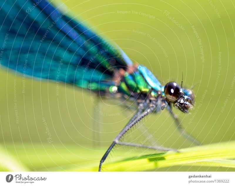 Dragonfly Gras Tier Flügel beobachten fliegen krabbeln Libelle Insekt Makro Auge grün schillernd changieren Farbfoto Außenaufnahme Nahaufnahme Tag Tierporträt