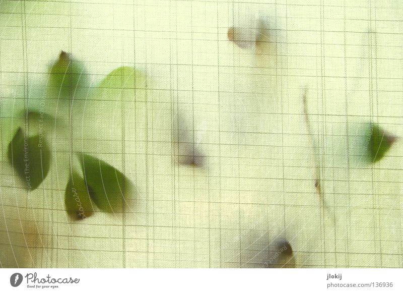 Andeutung Pflanze Vorhang berühren Durchblick Blatt grün weiß Gardine Fenster Blume Wohnung Stoff gewebt Material Dekoration & Verzierung Linie Silhouette