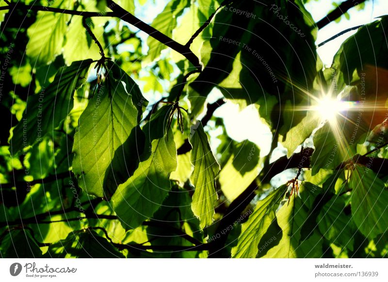 Waldsonne Blatt Park Friedhof ruhig Natur Sonne Sonnenlicht Sonnenstrahlen Buche Rotbuche Blätterdach Licht Schönes Wetter Schatten Hoffnung Photosynthese