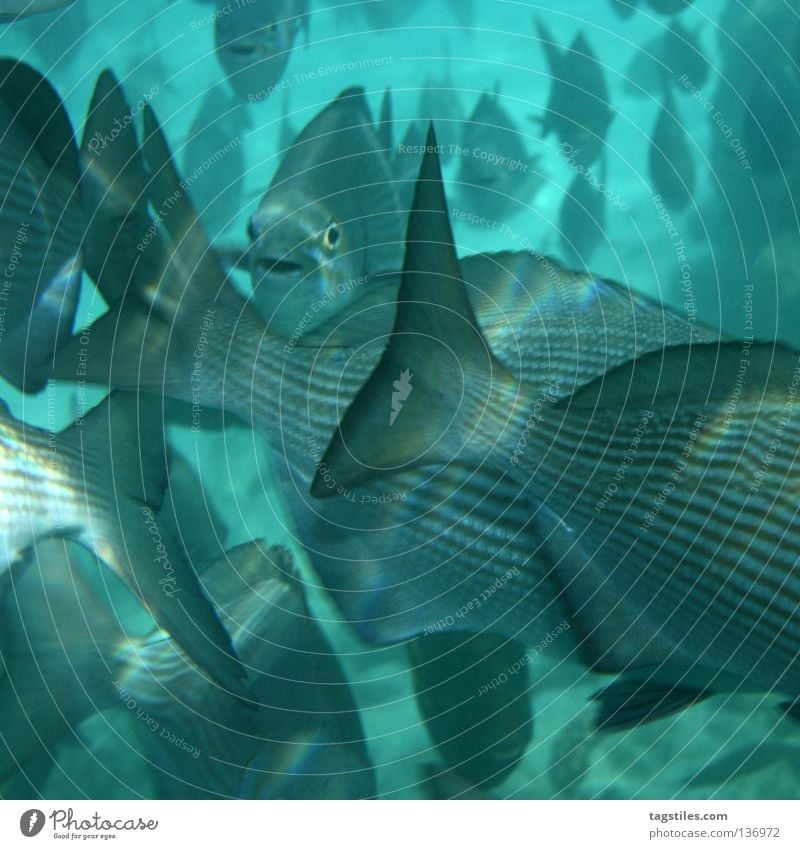 MASSES OF BRACES grau Unterwasseraufnahme unten Malediven tauchen Schnorcheln Fischschwarm Ferien & Urlaub & Reisen Sommer Freizeit & Hobby Erholung Ereignisse