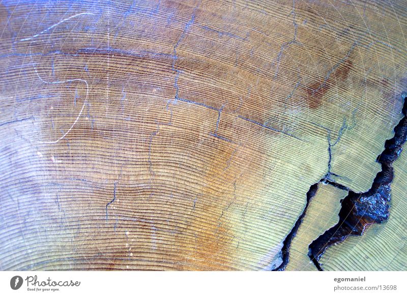 Mammutbaum Baum Holz Wachstum Natur Detailaufnahme altersringe Kreis Leben