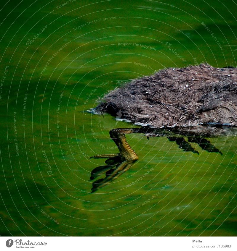Ich muss weg! Umwelt Natur Tier Wasser Teich See Vogel Krallen 1 Schwimmen & Baden nass natürlich grau grün Küken Farbfoto Außenaufnahme Tag