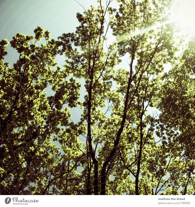 LEBENSBAUM Baum Pflanze grün Lebewesen Biologie organisch Organ Photosynthese Park Baumkrone Blatt Blätterdach dünn Gegenlicht Sonnenstrahlen Strahlung