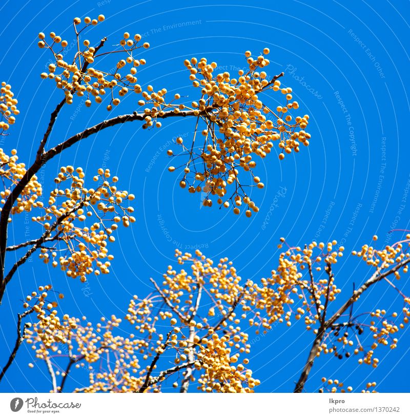 die Baumanlage Marokko Afrika Kräuter & Gewürze Design schön Sommer Garten Tapete Gartenarbeit Umwelt Natur Pflanze Luft Himmel Frühling Wetter Blume Blatt