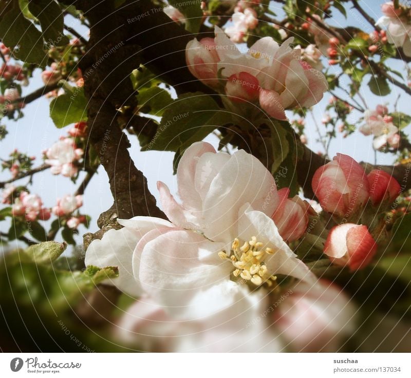 für doritkö Blume Blüte Kirschblüten Baum Frühling Luft Lust Sommer Physik schön Kirschbaum Blütenknospen Ast Wärme Duft Himmel Außenaufnahme