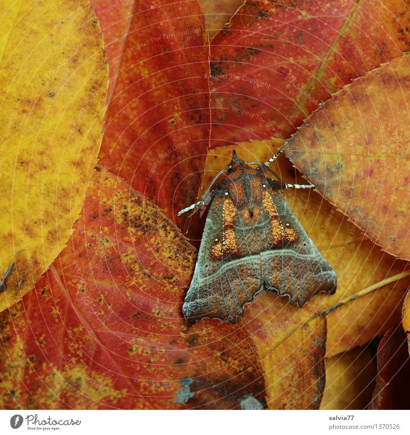 Tarnung Natur Pflanze Tier Erde Herbst Blatt Schmetterling Zackeneule Zimteule Insekt Motte 1 braun mehrfarbig gelb orange rot Design ruhig planen Überleben