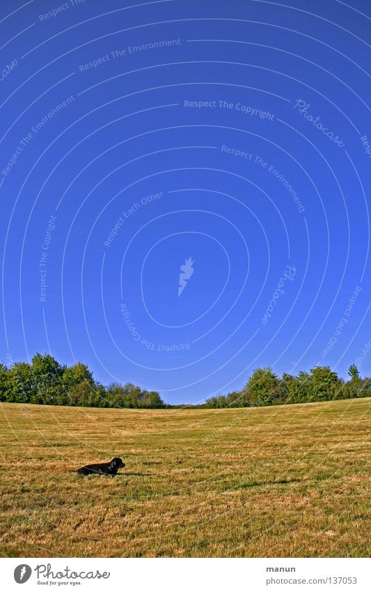 a dog's meadow II himmelblau Hund Labrador Frühling Sommer ruhig Gelassenheit Ausdauer geduldig Vertrauen Tier Konzentration grün gelb Wiese Gras atmen Luft