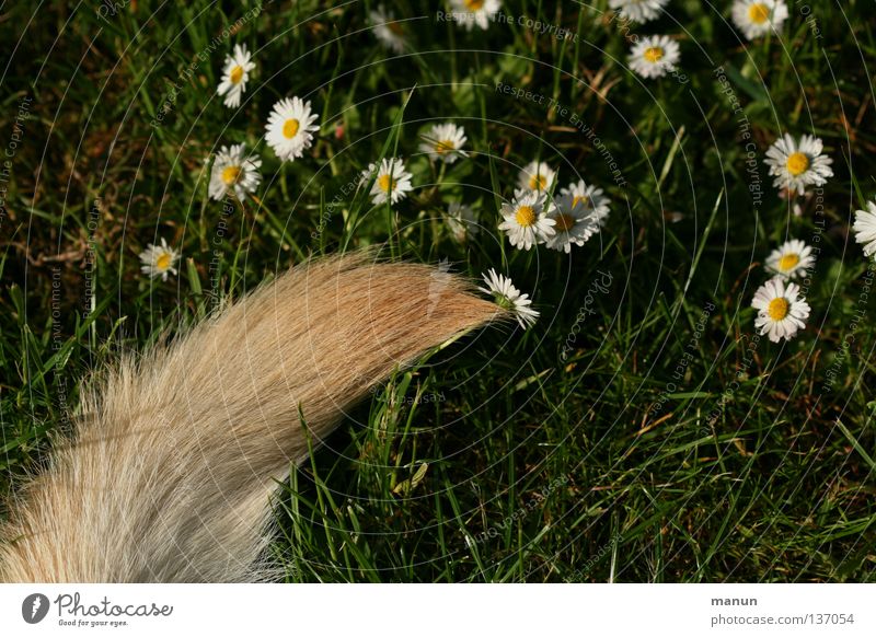 Blümchenschwanz Gras Wiese Schwanz Angelrute Fell blond grün Labrador gelb Hund Tier Frühling Sommer ruhig Gänseblümchen Pinsel Säugetier Garten Hundeschwanz