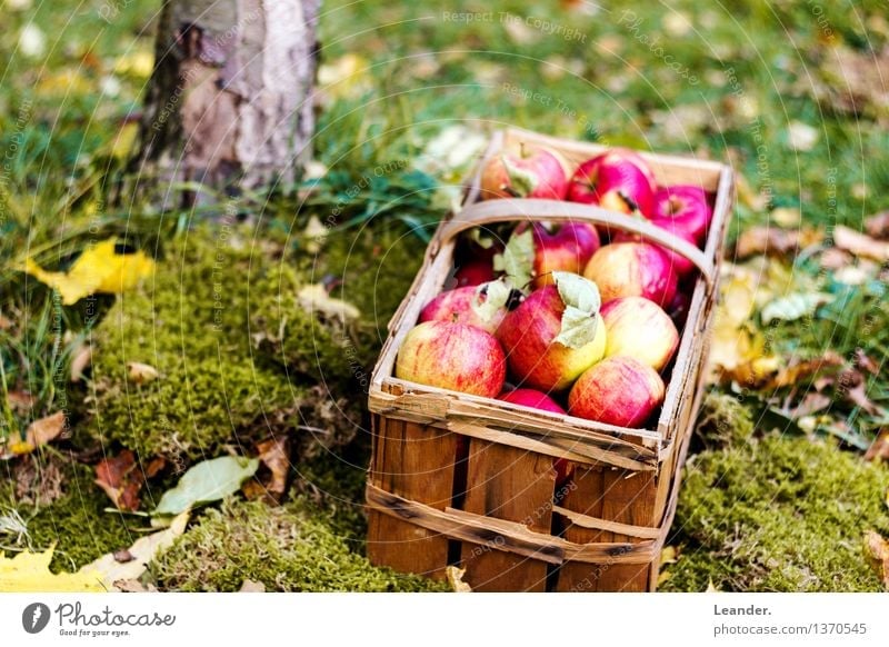 Äpfel I Umwelt Natur Pflanze Garten Wiese Wald Dekoration & Verzierung Fitness füttern Glück Idee Idylle einzigartig Inspiration Apfel Herbst Ernte
