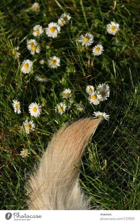 "Bello's Perennis" ;-) Gras Wiese Schwanz Angelrute Fell blond grün Labrador gelb Hund Tier Frühling Sommer ruhig Gänseblümchen Pinsel Freude Garten