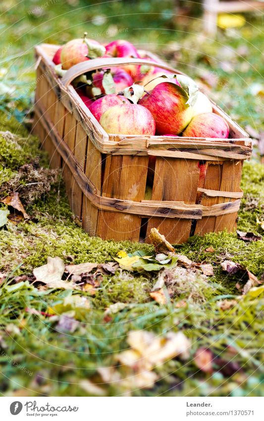 Äpfel II Umwelt Natur Erde Sommer Herbst Klima Schönes Wetter Garten Park Wiese ästhetisch authentisch grün rot Glück Idee einzigartig Inspiration Apfel Essen