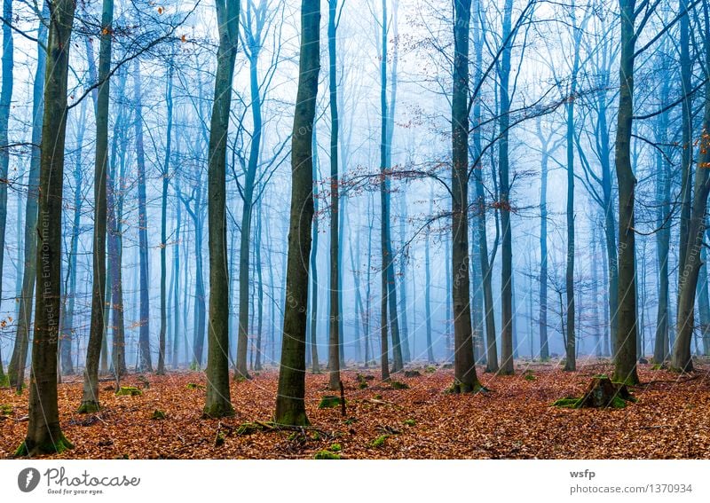 Zauber Wald im nebel in blau und orange Frühling Herbst Nebel Baum Blatt träumen Surrealismus fantasie Märchenwald Zauberwald mystisch verfärbt bezaubernd