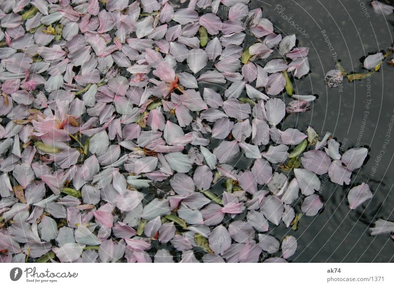 Der Frühling ist vorbei Blüte Blatt Blütenblatt Kirsche Pfütze rosa Wasser Makroaufnahme