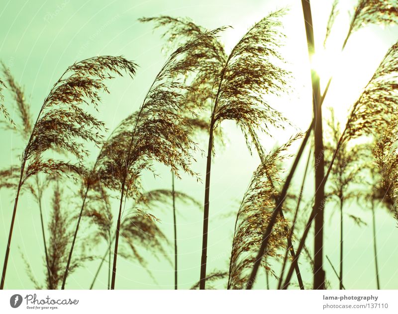 Die Wogen des Windes II Schilfrohr Gras zart klein leicht See Biotop Frühling Binsen Halm Grasland Pflanze Wiese Gegenlicht Sonne blenden Strahlung Beleuchtung