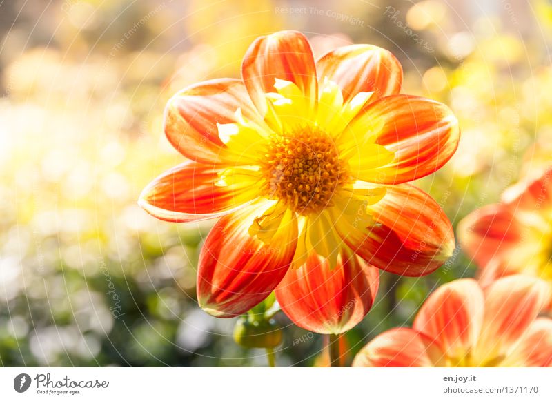 Lichtblick Muttertag Natur Pflanze Sonnenlicht Frühling Sommer Schönes Wetter Blume Blüte Dahlien Garten Blühend Wachstum hell schön rund gelb orange