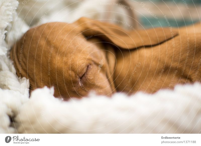 Schlafenszeit Tier Haustier Hund Welpe Jagdhund Magyar Vizsla 1 Tierjunges liegen schlafen niedlich weich braun Vertrauen Sicherheit Schutz Geborgenheit