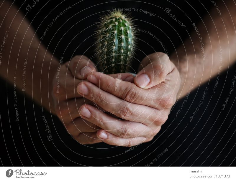 Toleranz Mensch maskulin Junger Mann Jugendliche Erwachsene Hand 1 Natur Pflanze Grünpflanze exotisch Stimmung Kaktus Stachel stachelig Bogenschütze