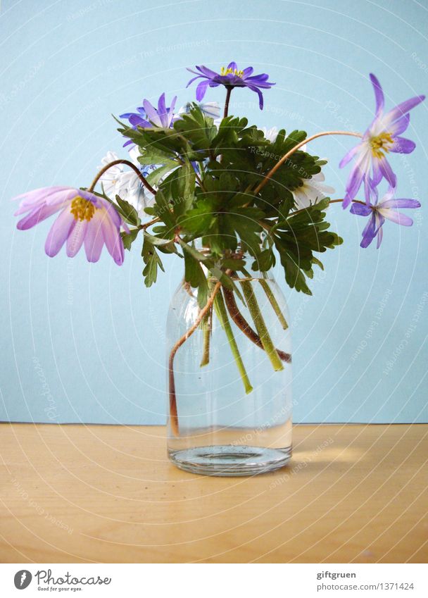 frühling im glas Pflanze Frühling Blume Blatt Blüte Blühend Frühlingsblume Vase Glas Anemonen Stengel Dekoration & Verzierung mehrfarbig violett rosa