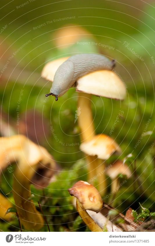 Gastropoda Umwelt Natur Landschaft Tier Pilz Schnecke Nacktschnecken Weichtier 1 beobachten Essen Farbfoto Außenaufnahme Menschenleer Textfreiraum unten Tag
