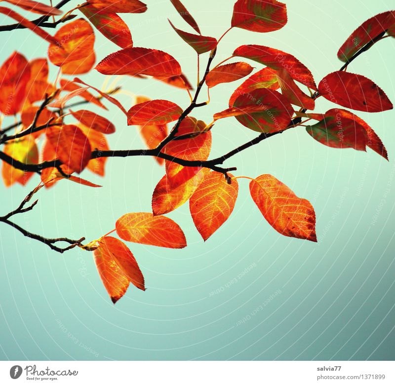 Herbstfärbung Natur Pflanze Himmel Schönes Wetter Baum Sträucher Blatt Zweig Blattadern Park Wald leuchten dehydrieren hell oben trocken Wärme braun mehrfarbig