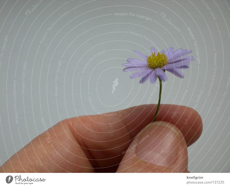 Lila Gänseblümchen Blume Pflanze Stengel violett gelb grün weiß Finger Hand festhalten