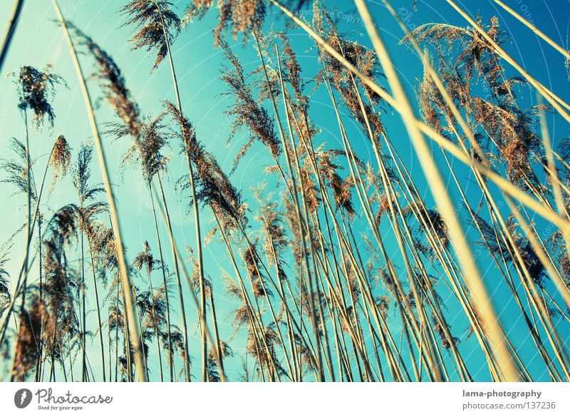 summertime Palme Palmenwedel Schilfrohr Gras Wind zart klein leicht See Biotop Frühling Binsen Halm Grasland Pflanze Wiese Gegenlicht blenden Strahlung