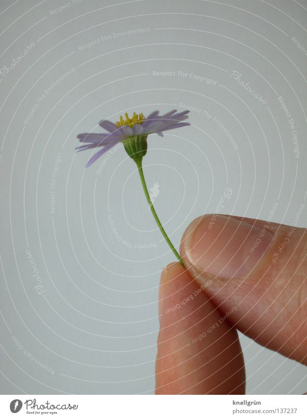 Abgepflückt Gänseblümchen Pflanze Blume violett gelb grün weiß Hand Finger festhalten
