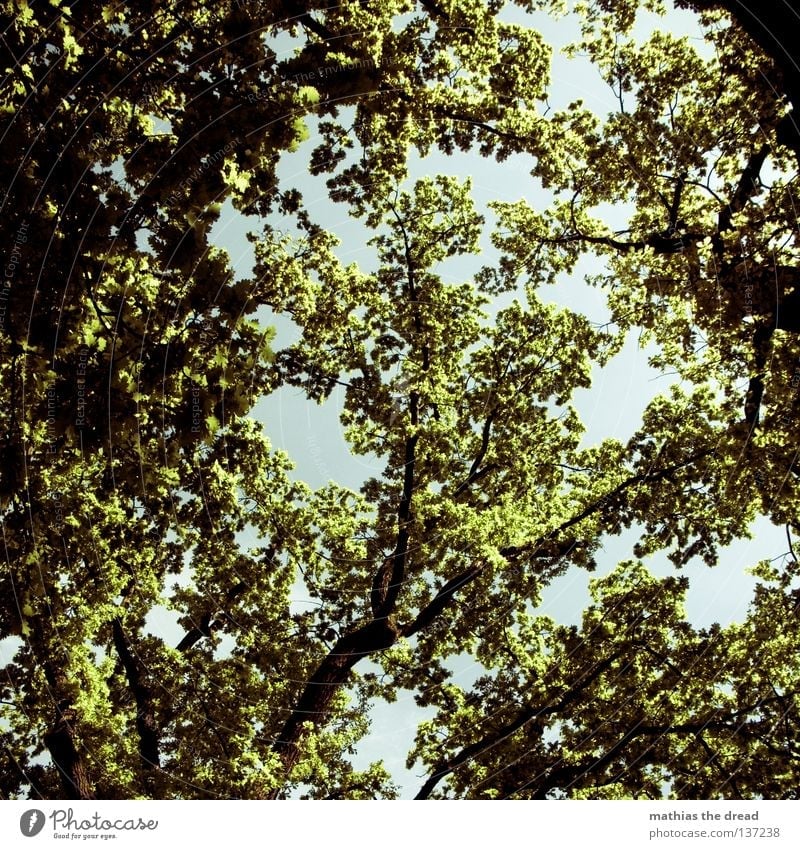 LEBENSBAUM Baum Pflanze grün Wald Lebewesen Biologie organisch Organ Photosynthese Park Baumkrone Blatt Blätterdach dünn Gegenlicht Sonnenstrahlen Strahlung
