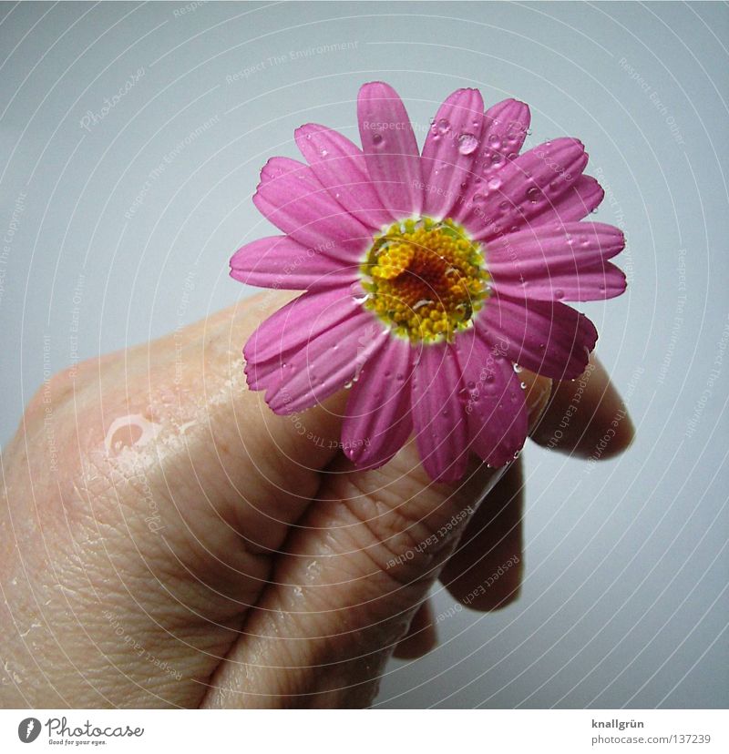 Mit allen Wassern gewaschen Margerite Blume Pflanze rosa gelb weiß nass feucht Blütenblatt Hand Finger festhalten Wassertropfen hell