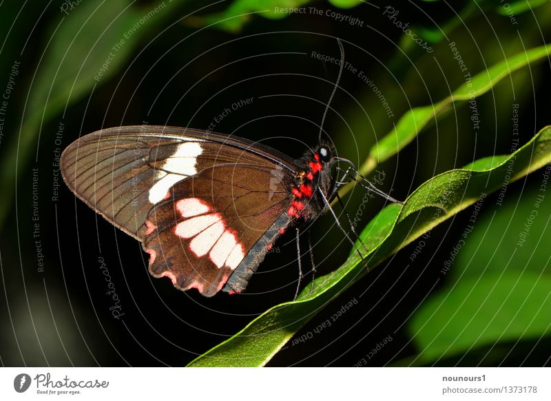 Exotischer Schmettering Tier Pflanze Blatt Schmetterling Flügel 1 hocken sitzen exotisch natürlich schön rot mehrfarbig flattern Fühler Saugrüssel