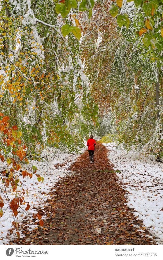 Wintereinbruch im Oktober Joggen Frau Erwachsene Herbst Baum Blatt Wald Jacke rot wintereinbruch schnee last biegen brechen gewicht gefahr Fußweg schneebruch