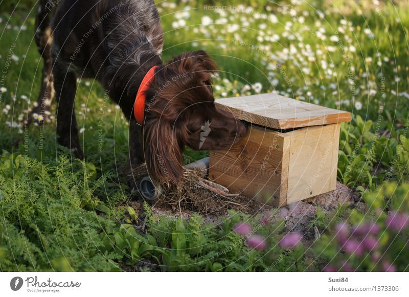 Neugierde im Frühling 1 Blume Gras Garten Haustier Hund Jagdhund Tier entdecken grün weiß Vorfreude Geruch Farbfoto Außenaufnahme Menschenleer