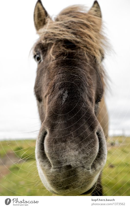 Nase vorne Island Tier Pferd Pony Island Ponys Isländer 1 atmen Küssen Blick Neugier Coolness Tierliebe Interesse Nüstern Nähe gucken Geruch Farbfoto