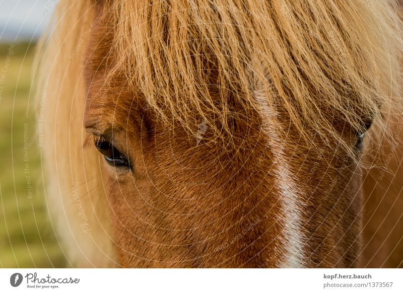 I´not a pony. Umwelt Tier Pferd Tiergesicht Island Ponys Isländer 1 Blick träumen blond schön braun gold Geborgenheit Sympathie Tierliebe Treue Romantik achtsam