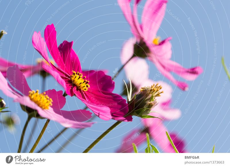 Blütentraum Natur Pflanze Luft Himmel Wolkenloser Himmel Schönes Wetter Blume Anemonen ästhetisch Duft Fröhlichkeit schön blau rosa Gefühle Frühlingsgefühle