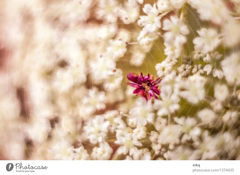 Weisse Waldblume mit rotem Stempel | Makro Umwelt Natur Pflanze Schönes Wetter Blume Wildpflanze Wiese Deutschland exotisch Gesundheit Vergänglichkeit Wachstum