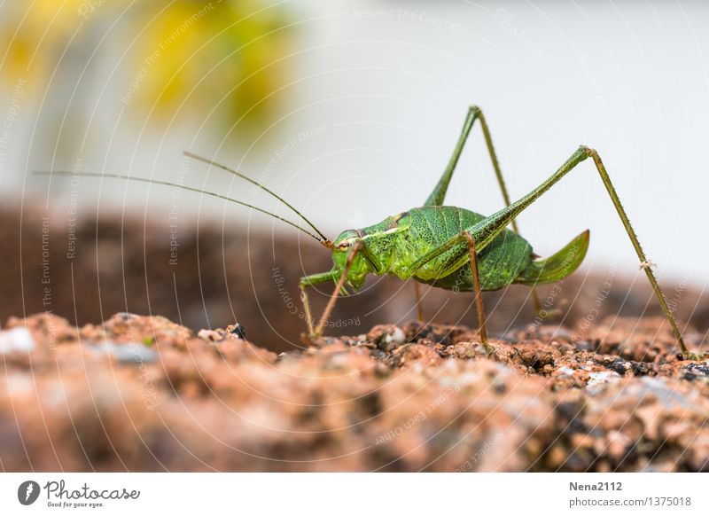 Letzter Spaziergang Umwelt Natur Tier Schönes Wetter Garten krabbeln laufen grün Insekt Heuschrecke Punktierte Zartschrecke Einsamkeit Müdigkeit Nahrungssuche